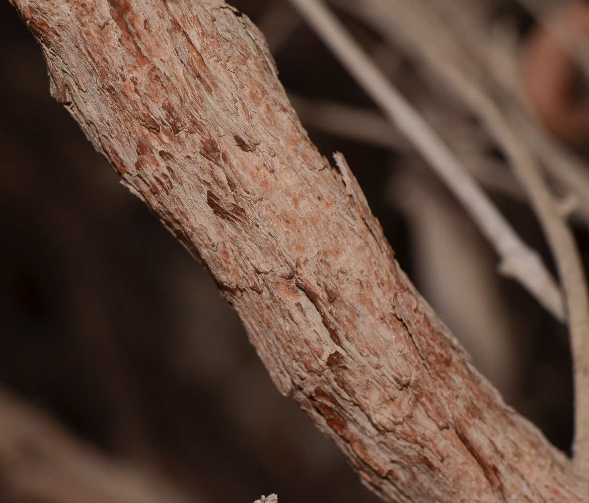 Image of Commicarpus sinuatus specimen.