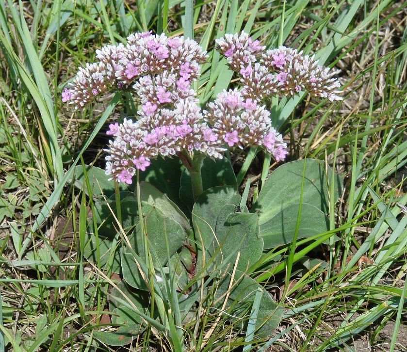 Изображение особи Goniolimon speciosum.