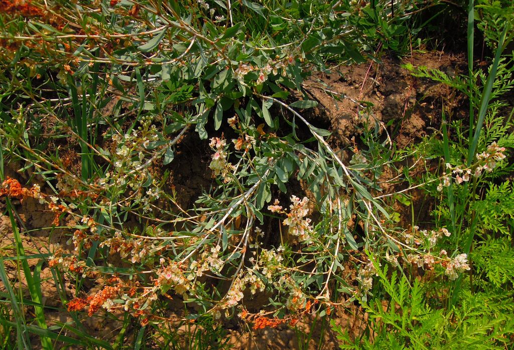 Image of Atraphaxis virgata specimen.