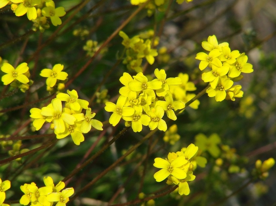 Image of Draba sibirica specimen.