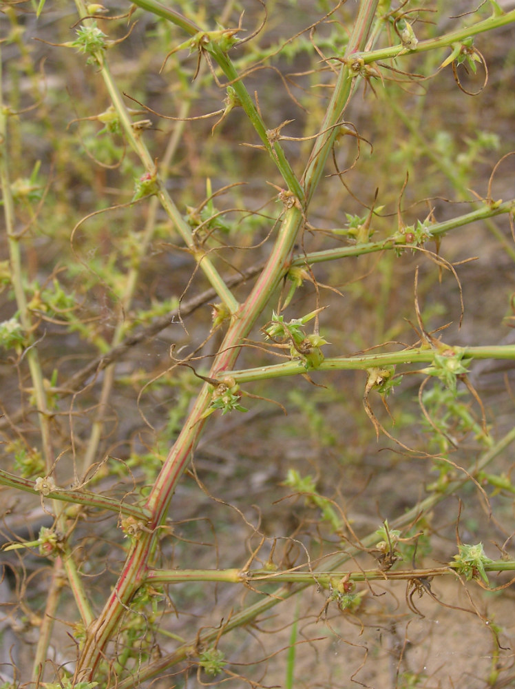 Image of Salsola tragus specimen.