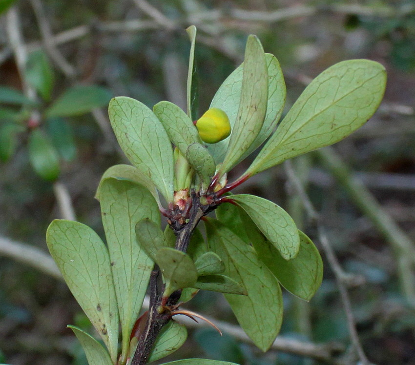 Изображение особи Berberis hakeoides.