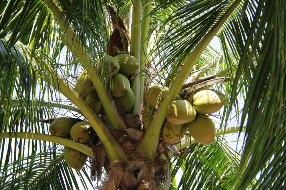 Изображение особи Cocos nucifera.