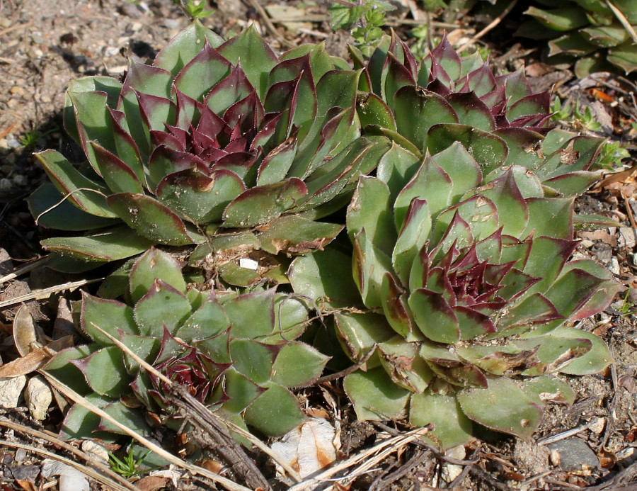 Image of Sempervivum tectorum specimen.