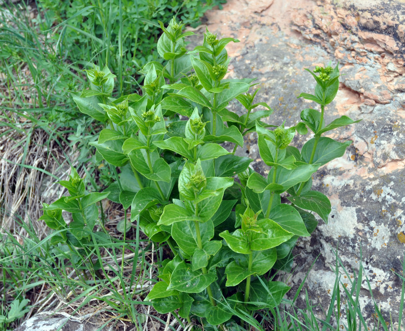 Image of genus Vincetoxicum specimen.