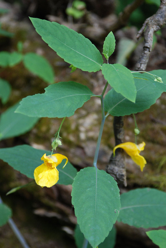 Image of Impatiens noli-tangere specimen.