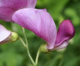 Lathyrus grandiflorus