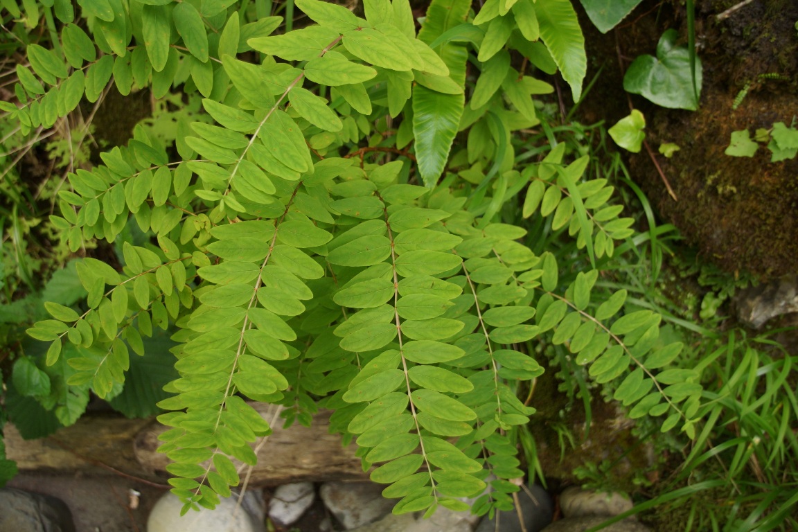 Image of Hypericum xylosteifolium specimen.