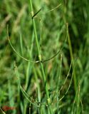 Image of taxon representative. Author is Сергей Наумов