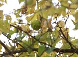 View full-size image Maclura pomifera