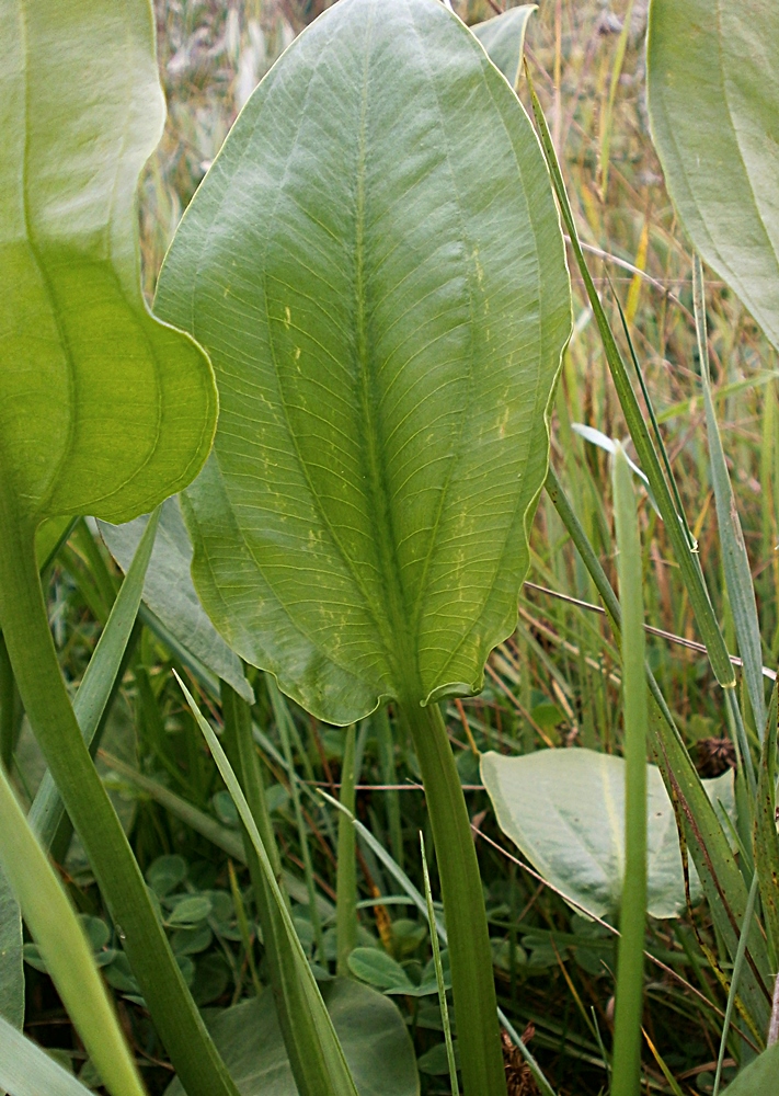 Image of Alisma plantago-aquatica specimen.