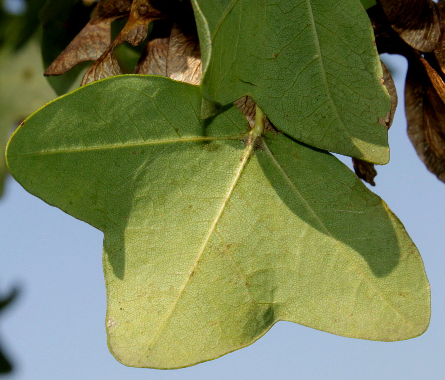 Image of Acer monspessulanum specimen.