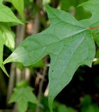 Alangium chinense