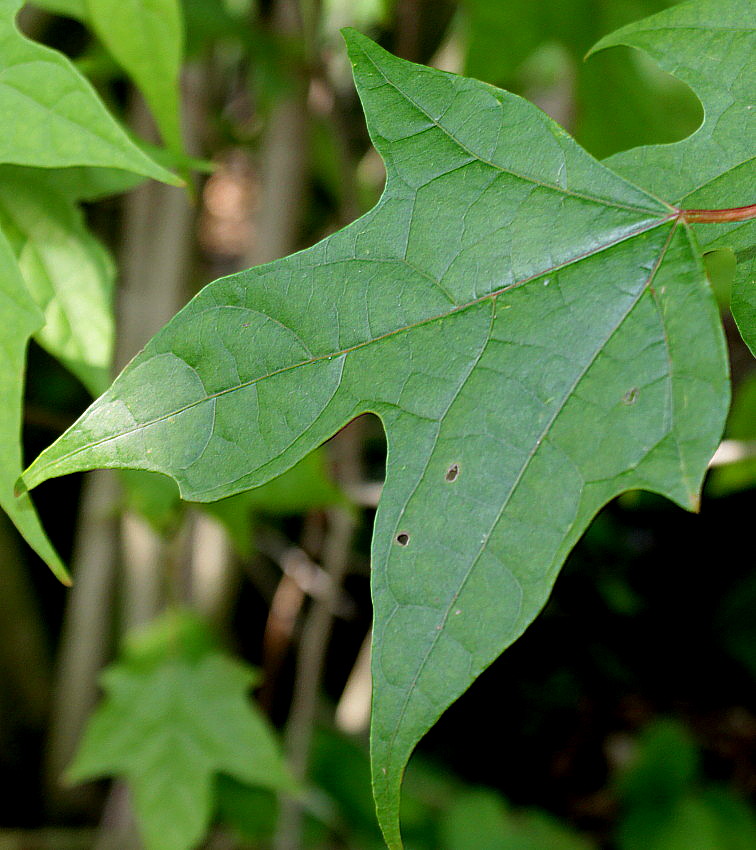 Image of Alangium chinense specimen.