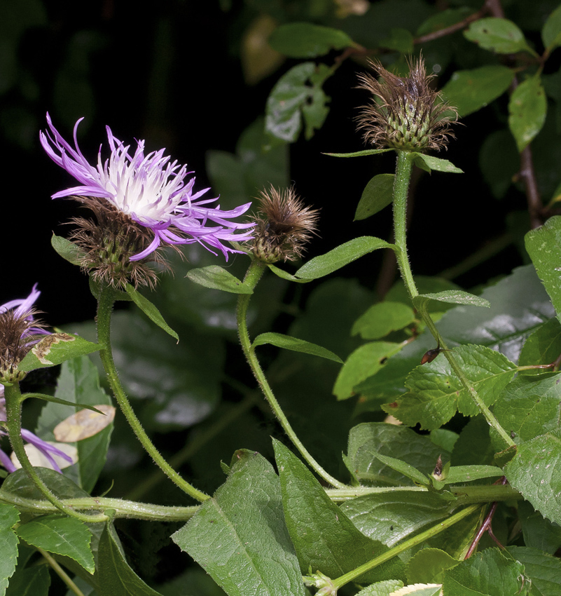 Изображение особи Centaurea abnormis.