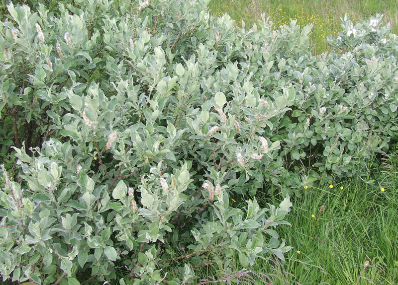 Image of Salix lanata specimen.