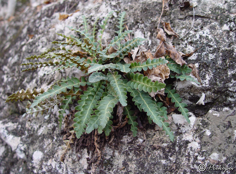 Image of Ceterach officinarum specimen.