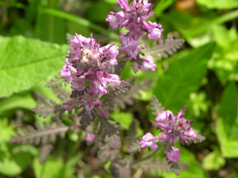 Image of Pedicularis verticillata specimen.