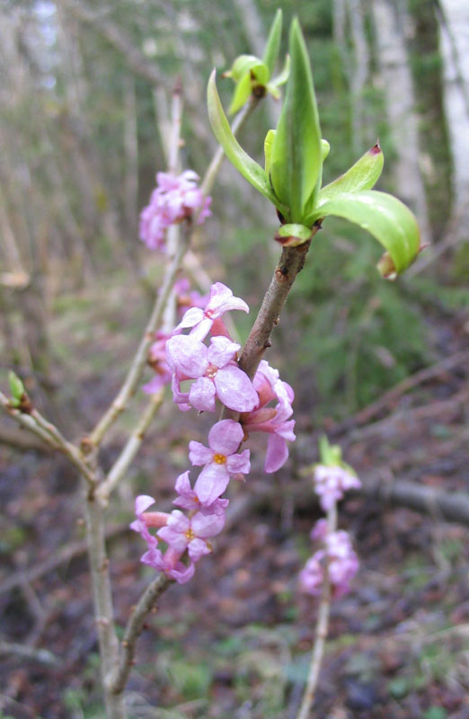 Изображение особи Daphne mezereum.