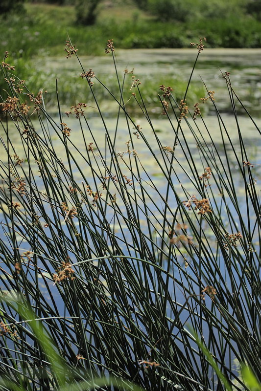 Image of Schoenoplectus lacustris specimen.