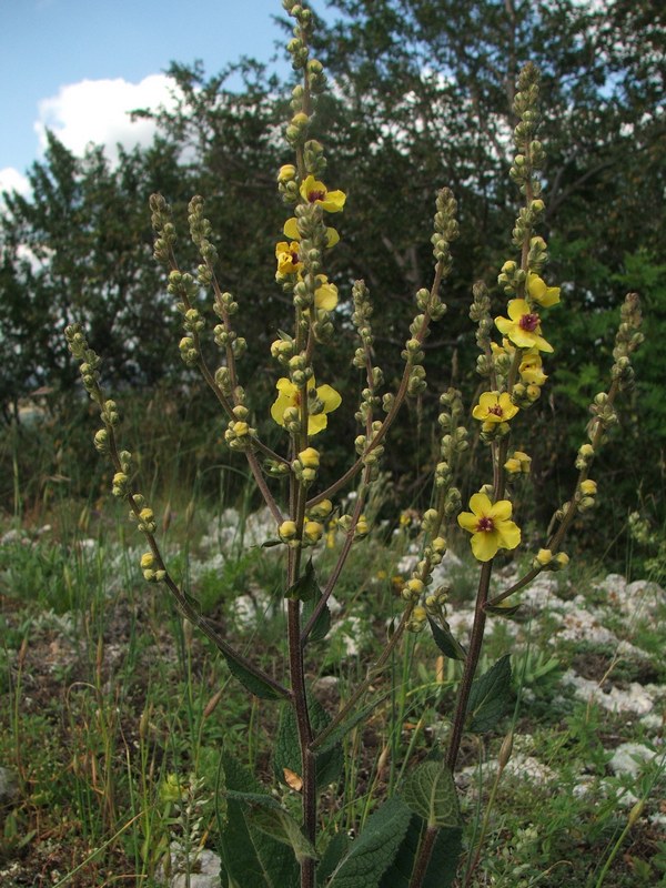 Image of Verbascum marschallianum specimen.