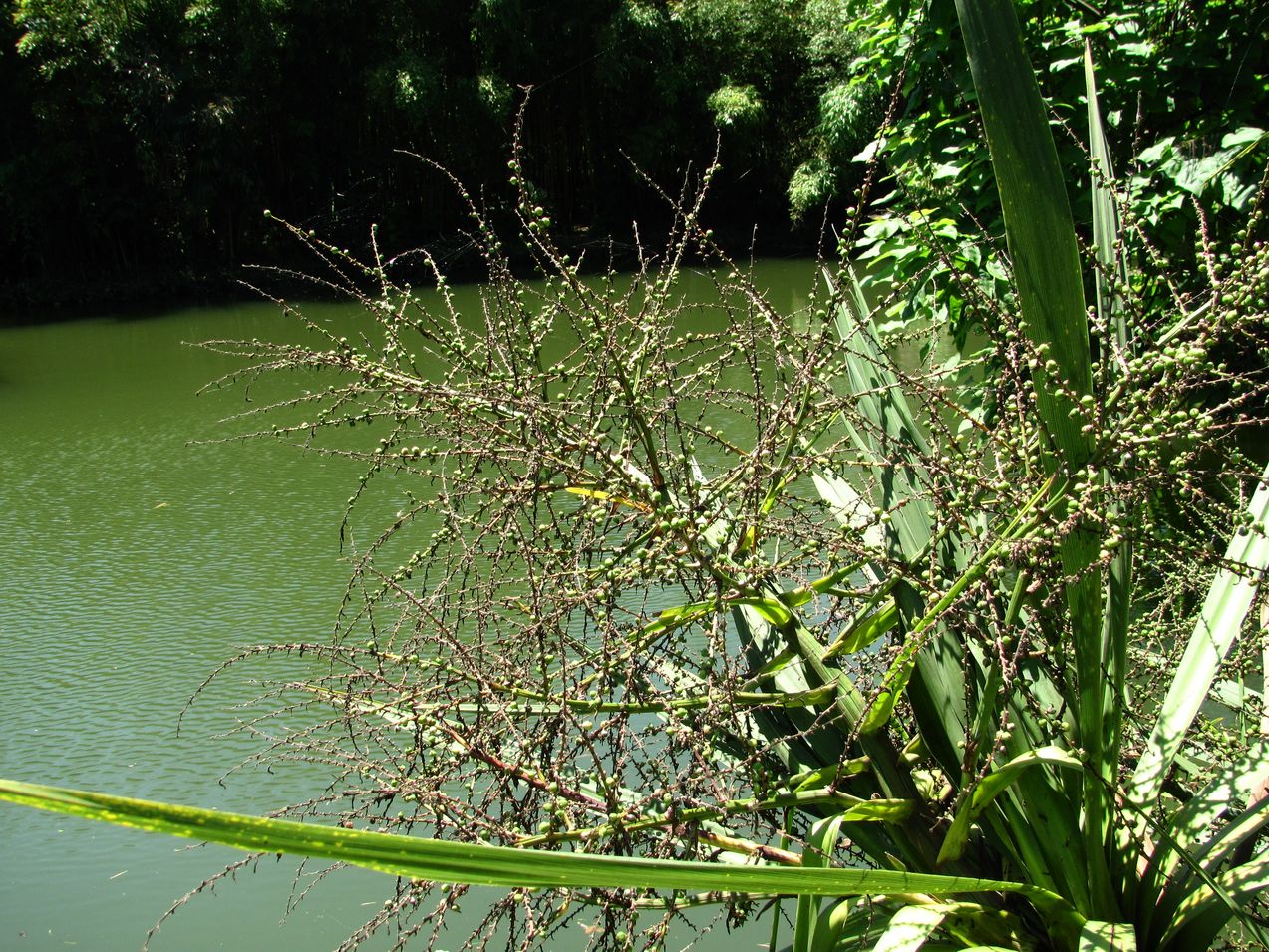 Image of Cordyline australis specimen.