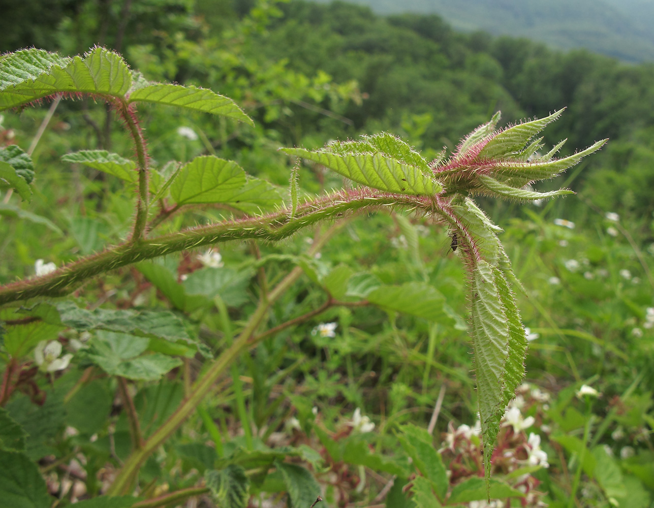 Изображение особи Rubus hirtus.