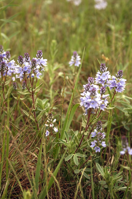 Image of Veronica prostrata specimen.