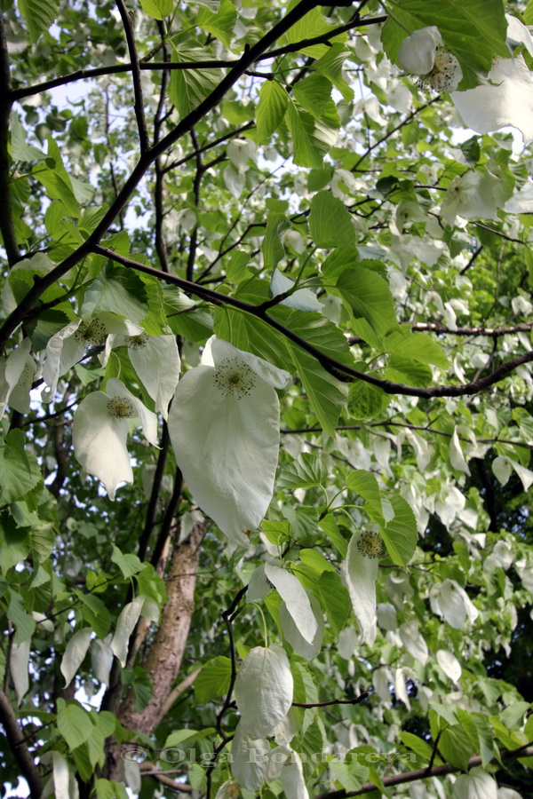 Image of Davidia involucrata var. vilmoriniana specimen.