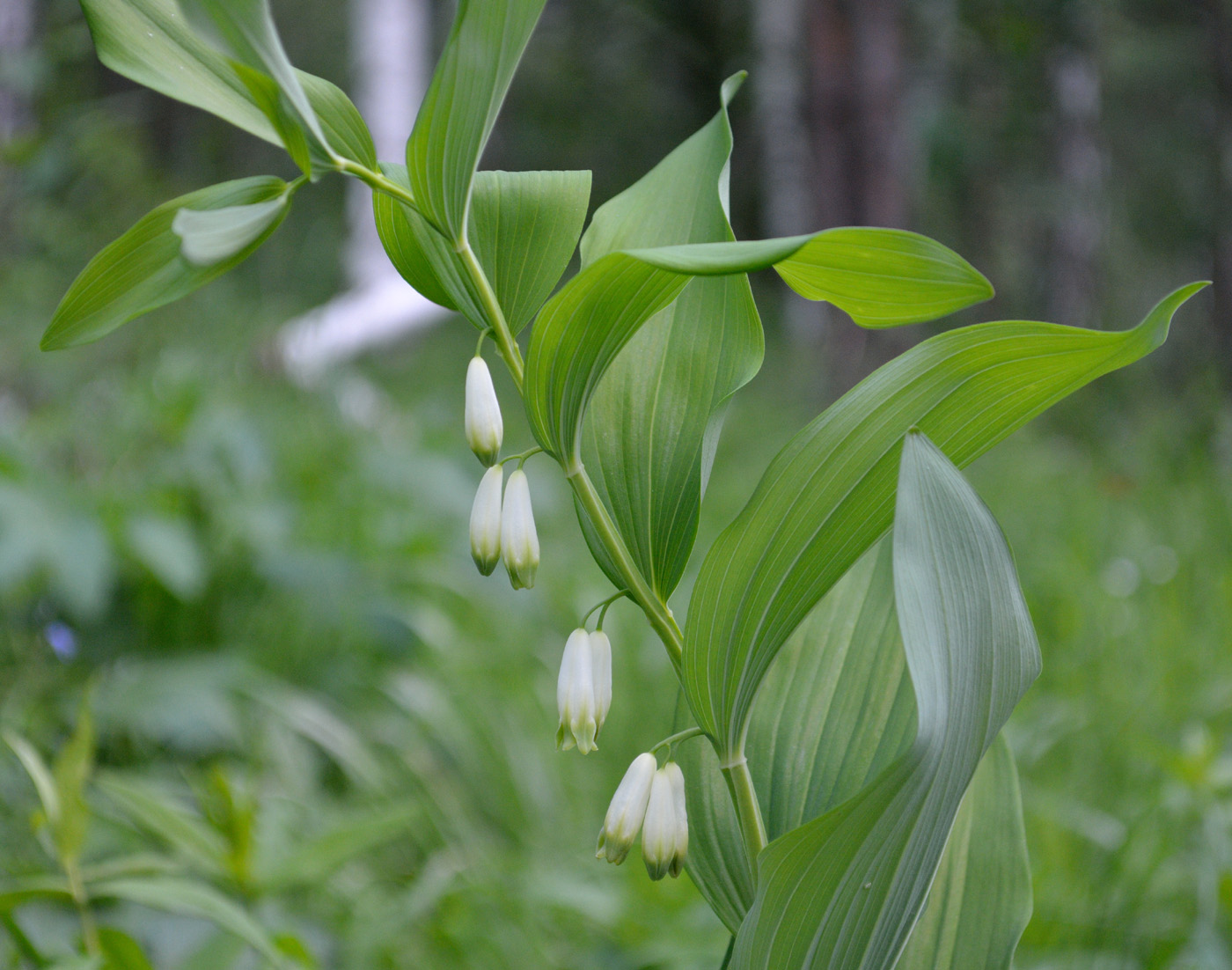 Image of Polygonatum odoratum specimen.