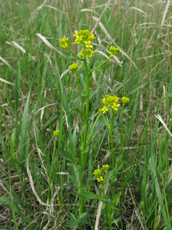 Изображение особи Barbarea vulgaris.