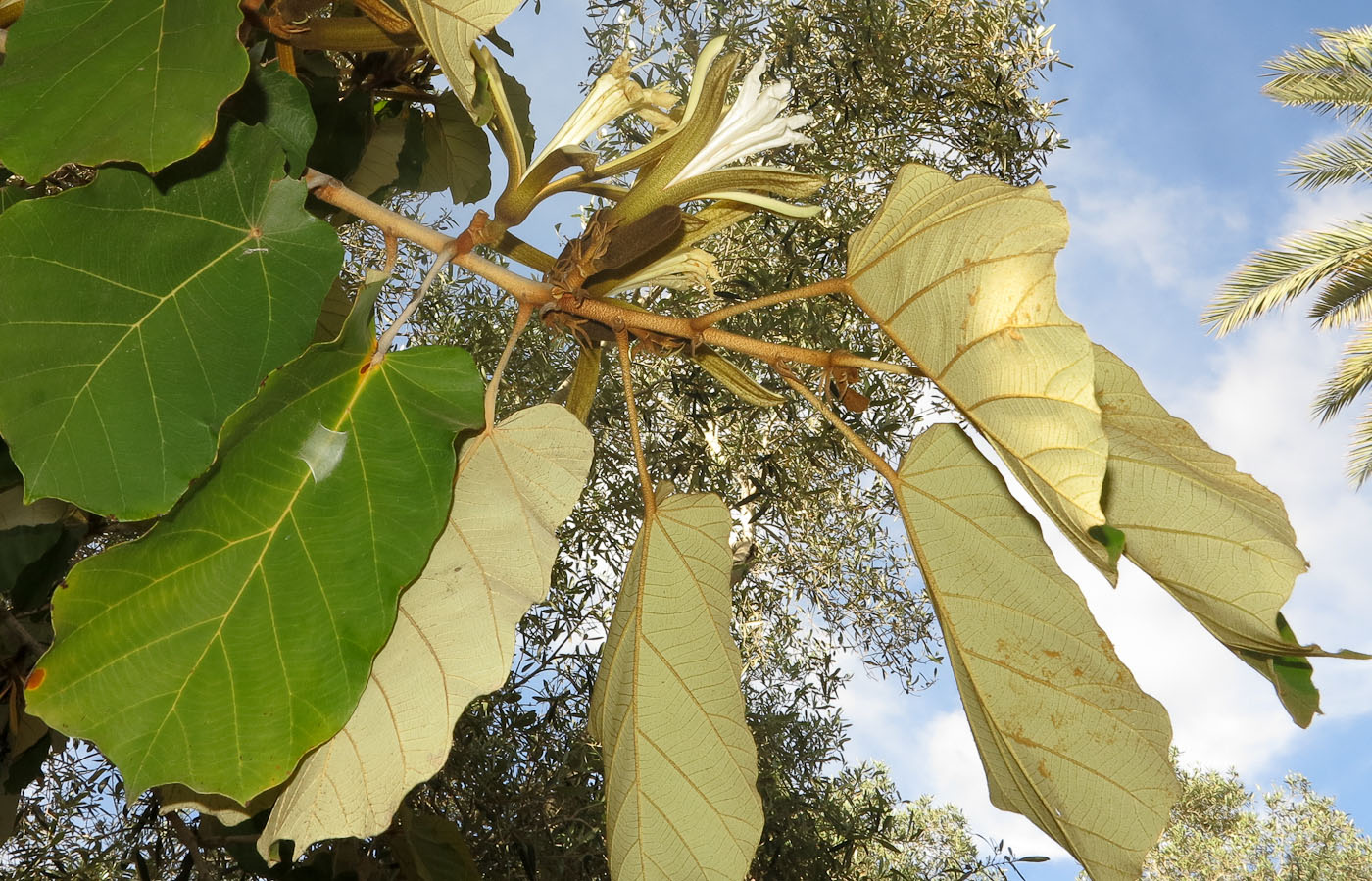 Image of Pterospermum acerifolium specimen.