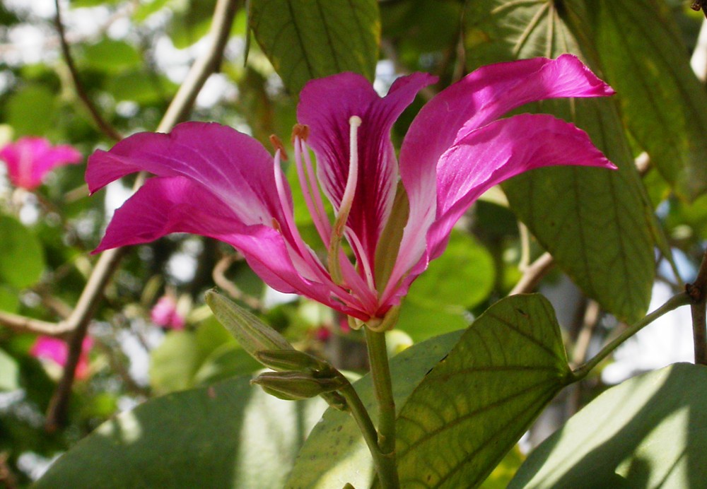 Image of Bauhinia variegata specimen.