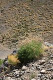 Prangos ornata. Плодоносящее растение. Южный Казахстан, горы Алатау (Даубаба), Карьерное ущелье. 07.07.2014.