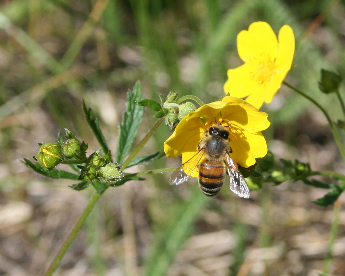 Image of Potentilla chrysantha specimen.