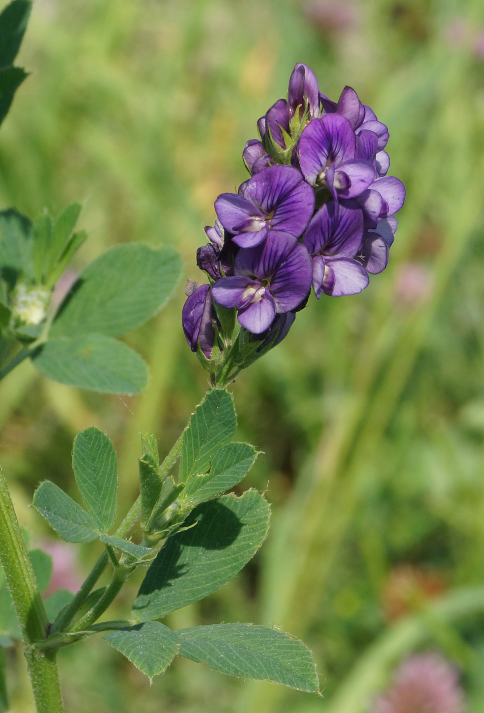 Изображение особи Medicago sativa.