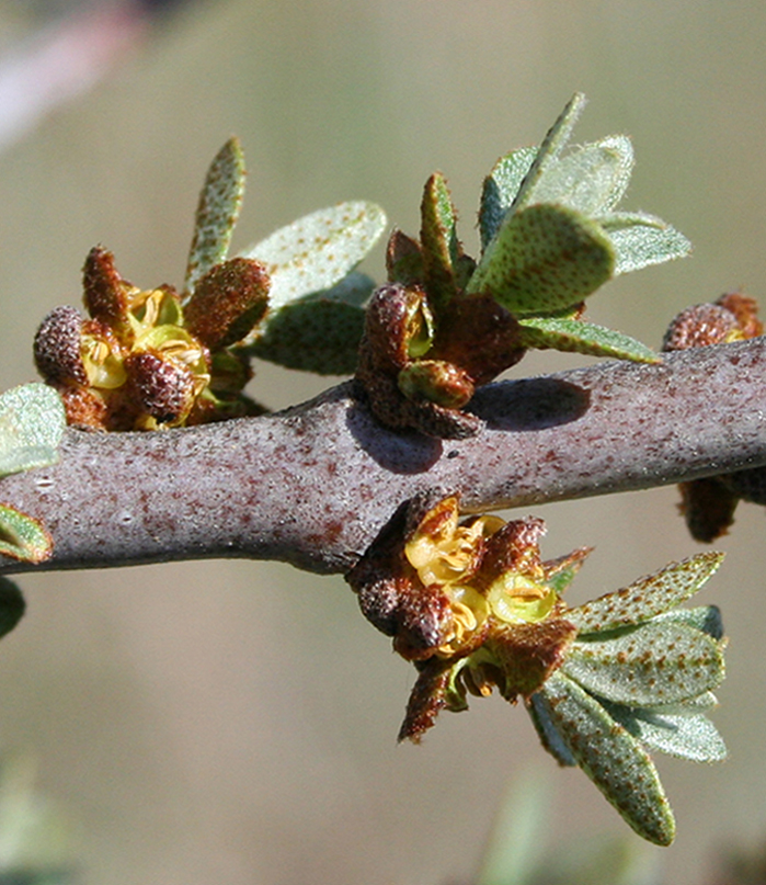 Image of Hippophae rhamnoides specimen.