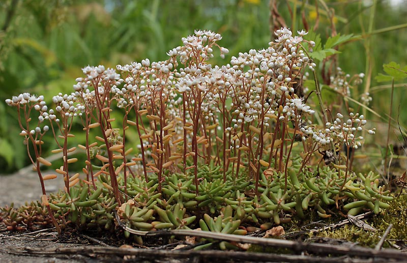 Image of Sedum album specimen.