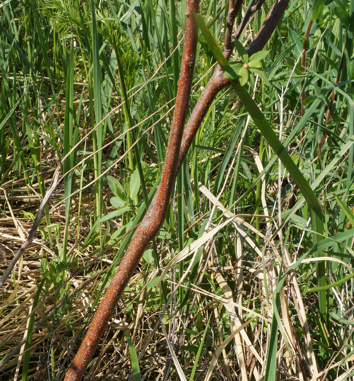 Image of Spiraea media specimen.