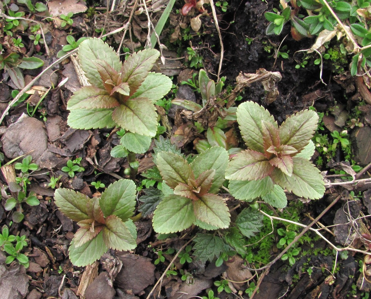 Image of Veronica longifolia specimen.