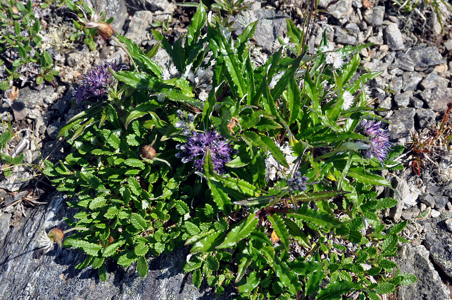 Image of Saussurea subacaulis specimen.