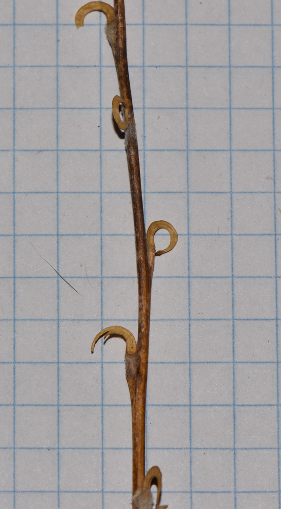 Image of Morettia parviflora specimen.