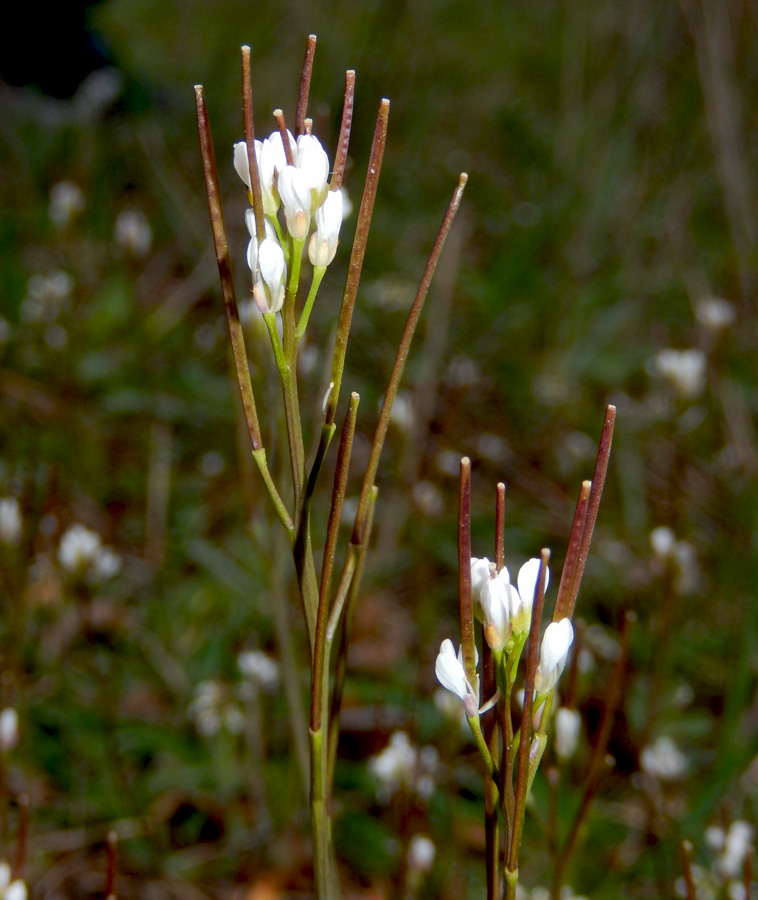 Image of Cardamine hirsuta specimen.