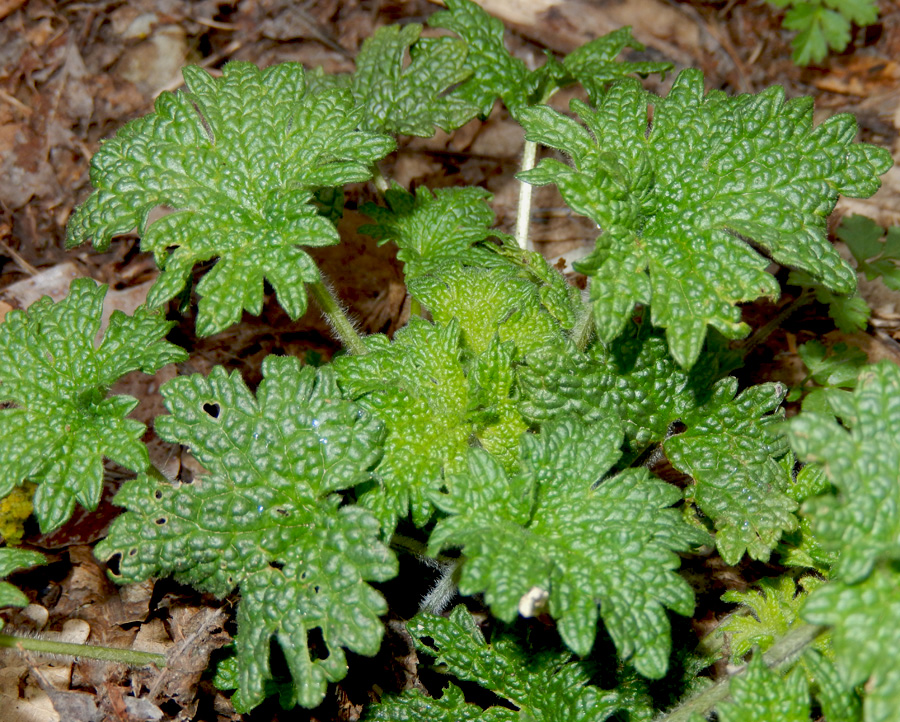 Image of Leonurus quinquelobatus specimen.