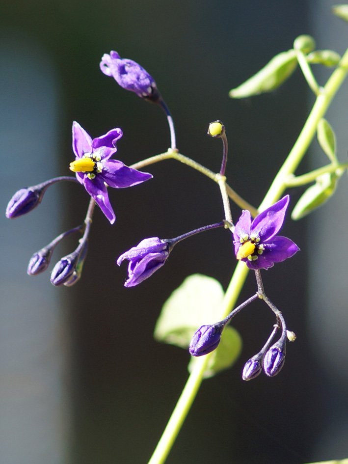 Изображение особи Solanum dulcamara.