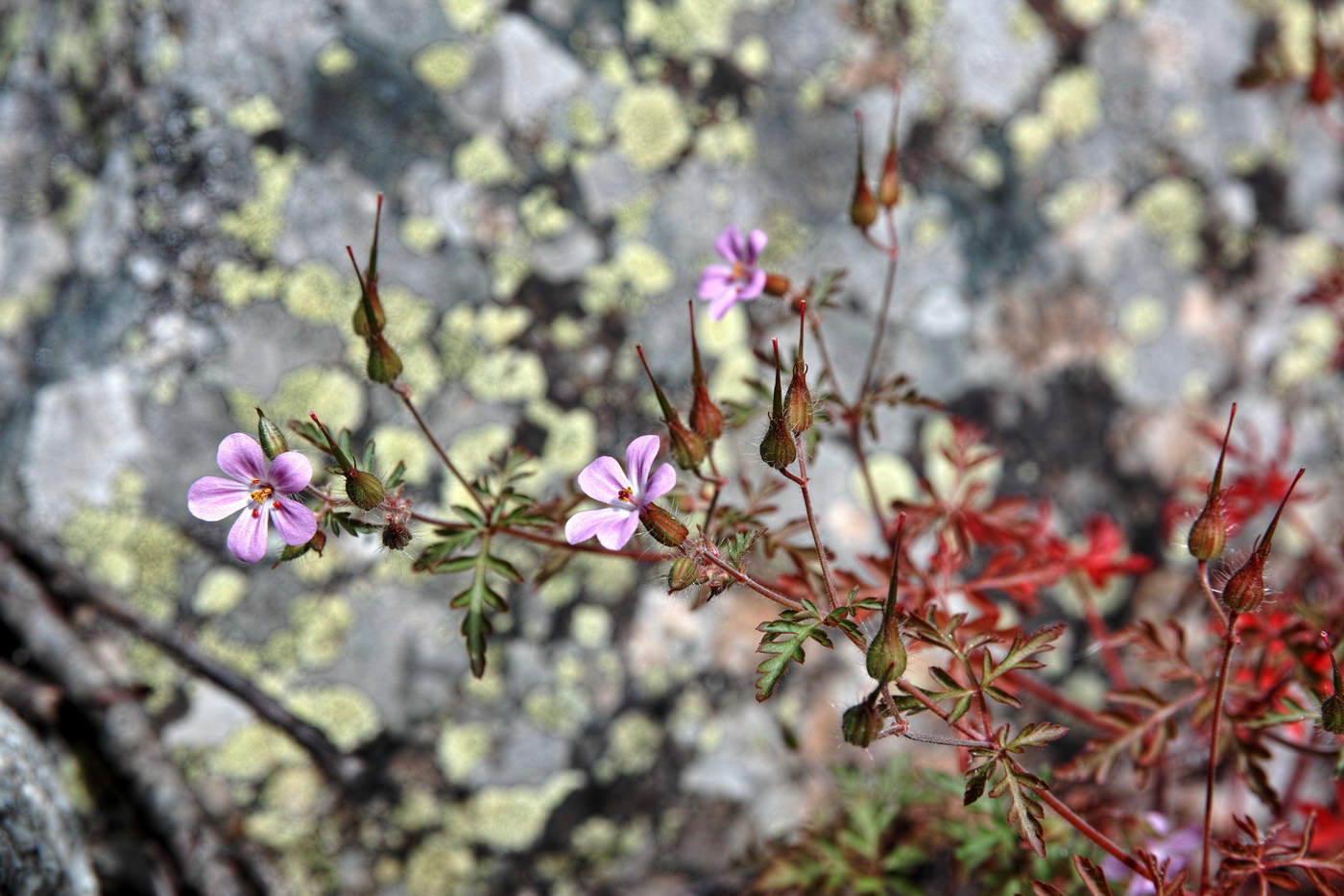 Изображение особи Geranium robertianum.