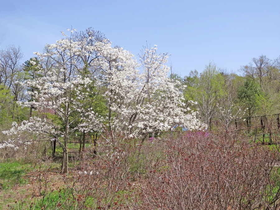 Image of Magnolia kobus specimen.