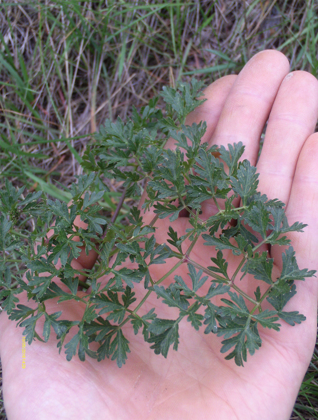 Изображение особи Peucedanum oreoselinum.