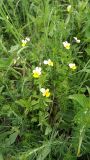 Viola subspecies alpestris