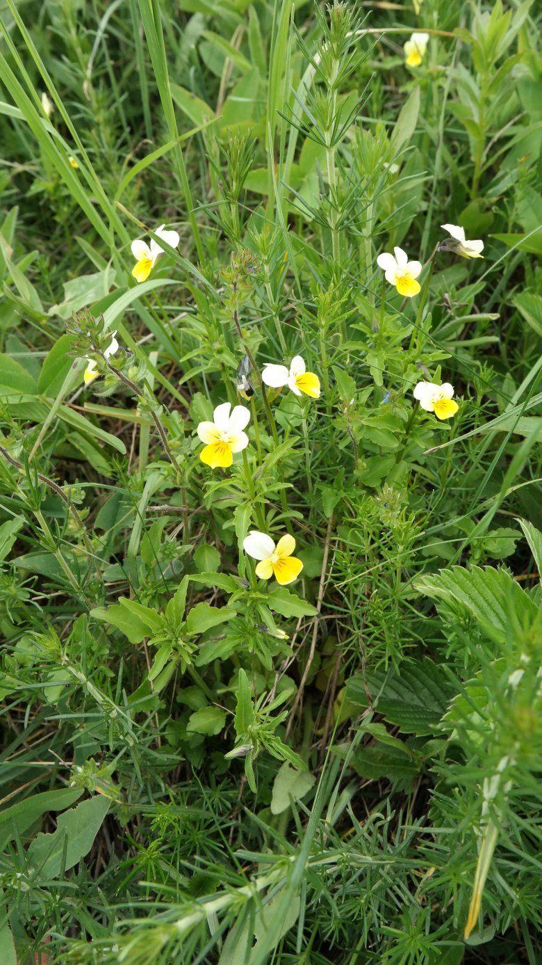 Image of Viola tricolor ssp. alpestris specimen.